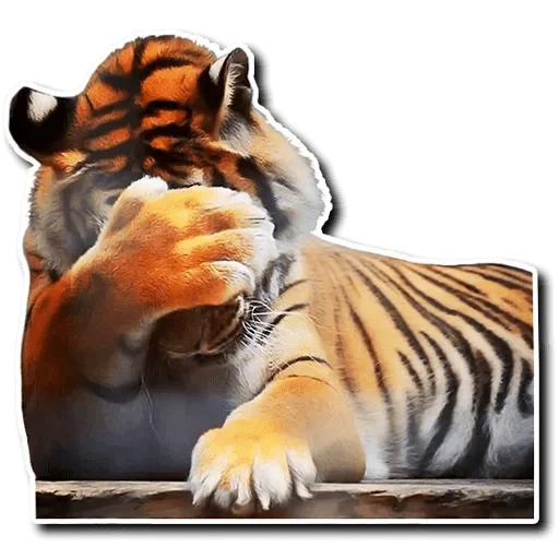 Tiger Tiger sticker 🙈