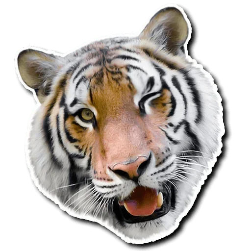 Tiger Tiger sticker 😜