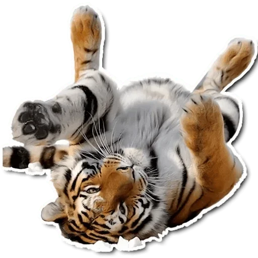 Telegram stiker «Tiger Tiger» 😌