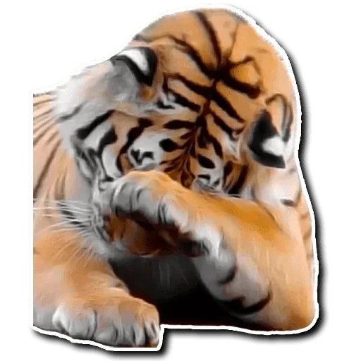 Telegram Sticker «Tiger Tiger» ☺️