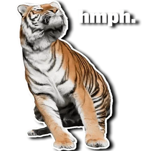 Telegram stiker «Tiger Tiger» 🤨