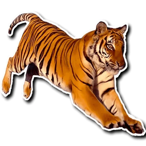 Tiger Tiger sticker 😅
