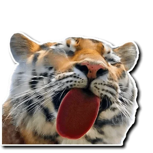 Tiger Tiger stiker 😛