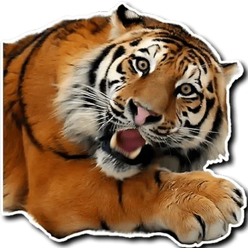 Стикер Telegram «Tiger Tiger» 😳