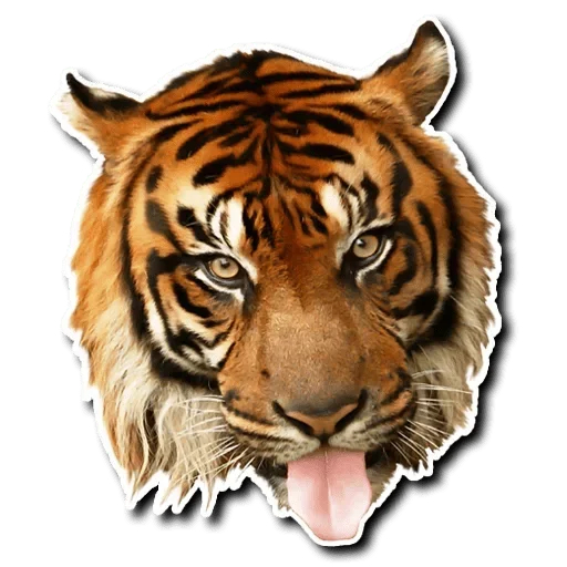 Стикер Telegram «Tiger Tiger» 😋