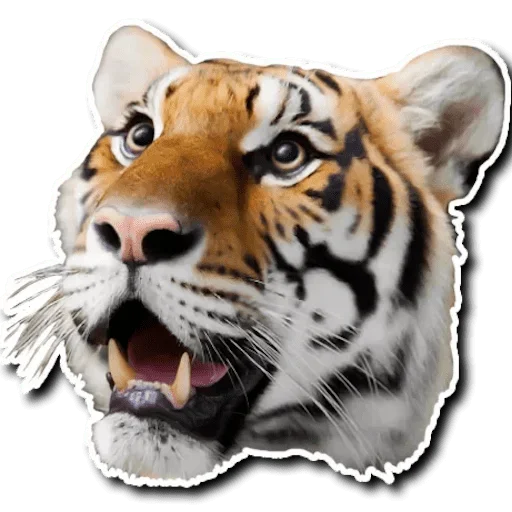 Стикер Telegram «Tiger Tiger» 🙄