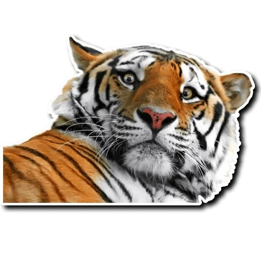 Стикер Telegram «Tiger Tiger» 🤨