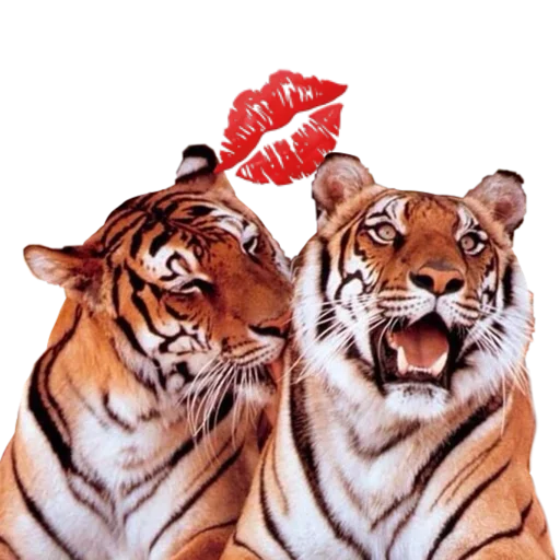 Tiger ❤ emoji 💋