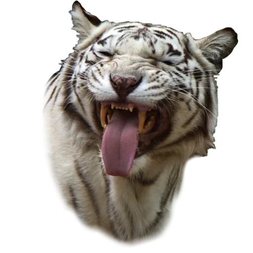 Стікер Telegram «Tiger ❤» 😋