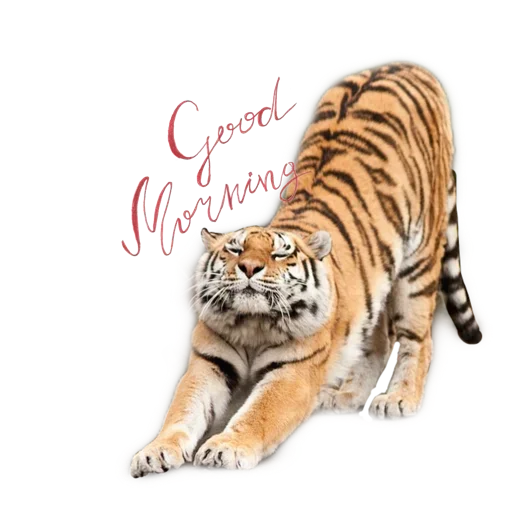 Telegram Sticker «Tiger ❤» 🥱