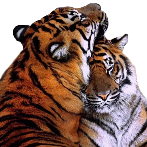 Стикер Telegram «Tiger ❤» 💕