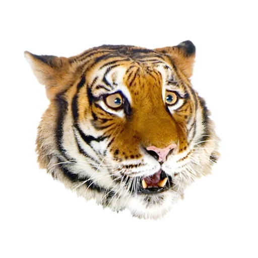 Telegram stiker «Tiger ❤» 🙄