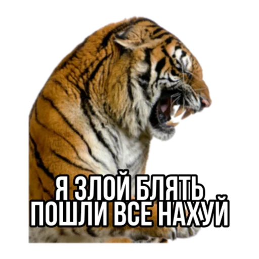 Telegram Sticker «Тигр пошлит» 🤬
