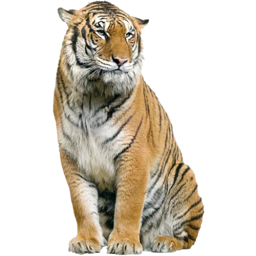 Telegram stikerlari Тигр