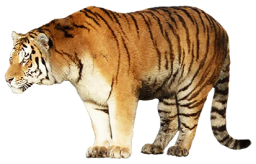Тигр sticker 🐅