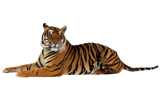 Telegram stiker «Тигр» 🐅