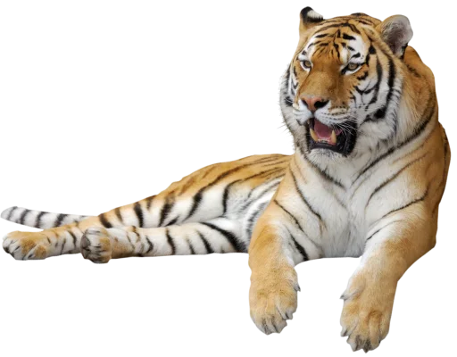 Telegram Sticker «Тигр » 🐅