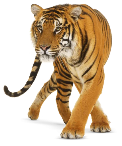 Тигр stiker 🐅