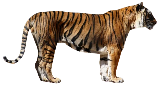 Telegram Sticker «Тигр» 🐅