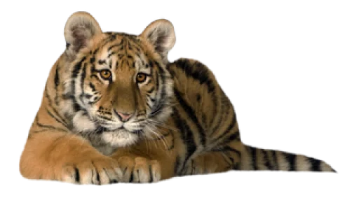 Telegram stiker «Тигр» 🐅