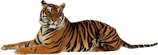 Стікер Тигр 🐅