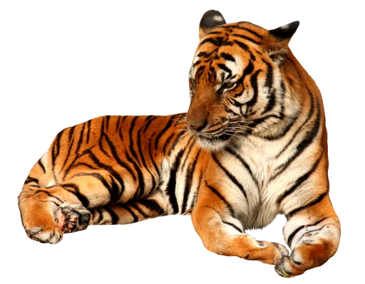 Стикер Тигр 🐅