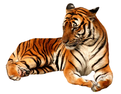 Тигр stiker 🐅