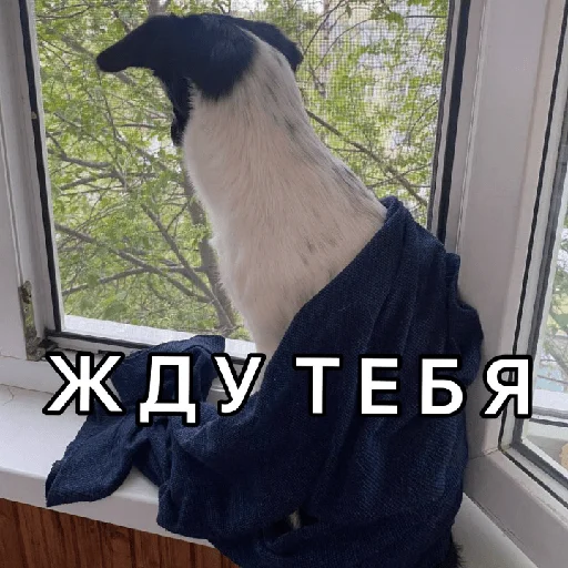 Эмодзи Timidi_Kopchik ⏰