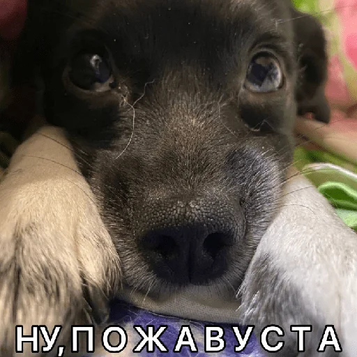 Timidi_Kopchik emoji 🥺