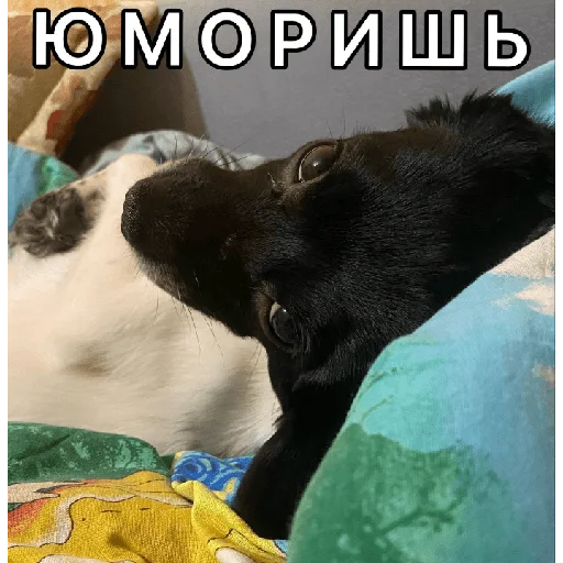 Timidi_Kopchik emoji 🤨