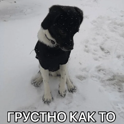 Эмодзи Timidi_Kopchik 😢