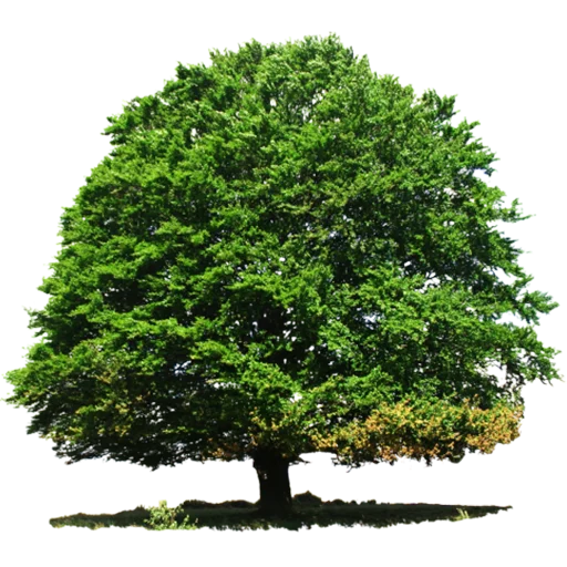 Эмодзи Trees Nature 🌳