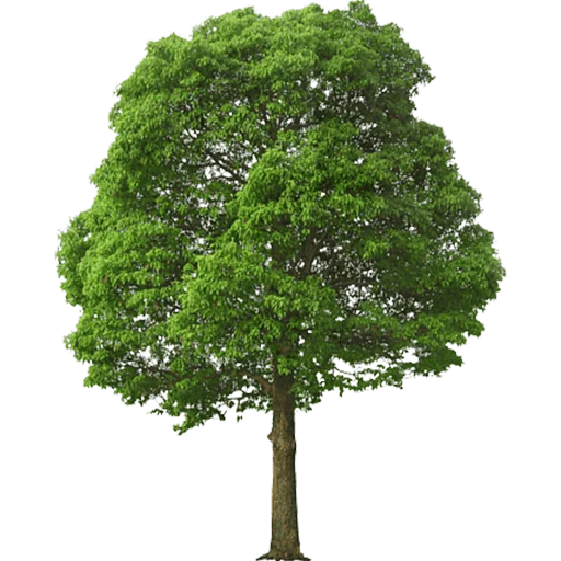 Telegram Sticker «Trees Nature» 🌳