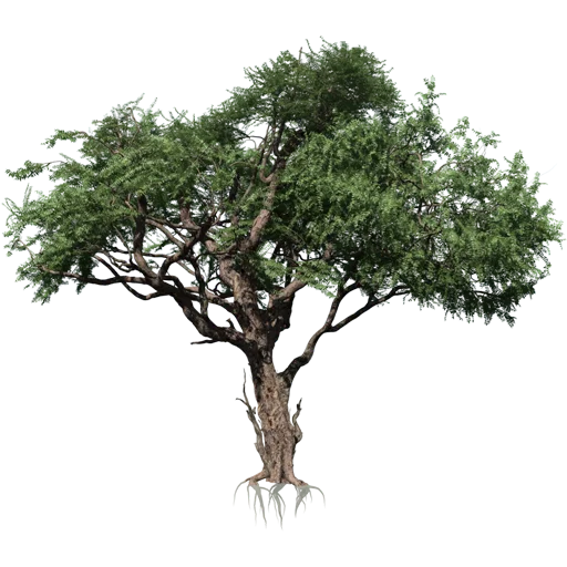 Trees Nature emoji 🌳