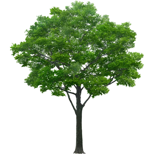 Trees Nature emoji 🌳