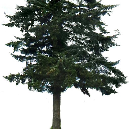 Telegram stiker «Trees Nature» 🌲