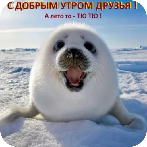 Telegram stiker «Тюлень» 🦭