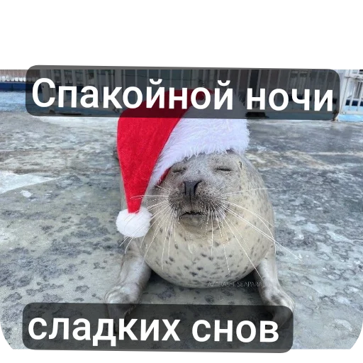 Стікер Telegram «Тюлень» 🐦