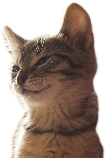 Telegram Sticker «Эти ебучие коты» 