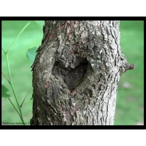 Mудре Mістичне Дерево stiker ❤