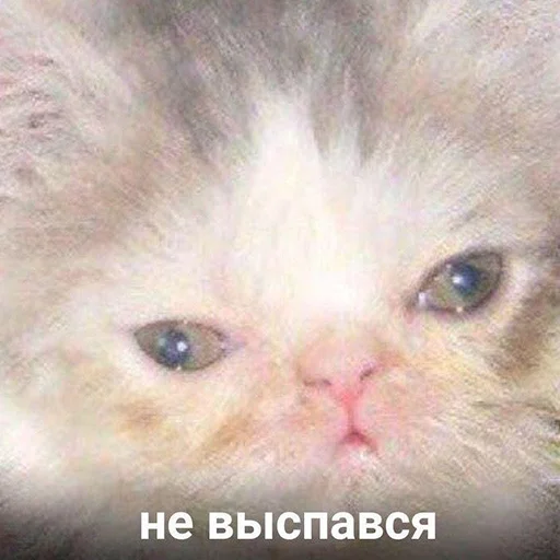 Telegram Sticker «Это конец» 