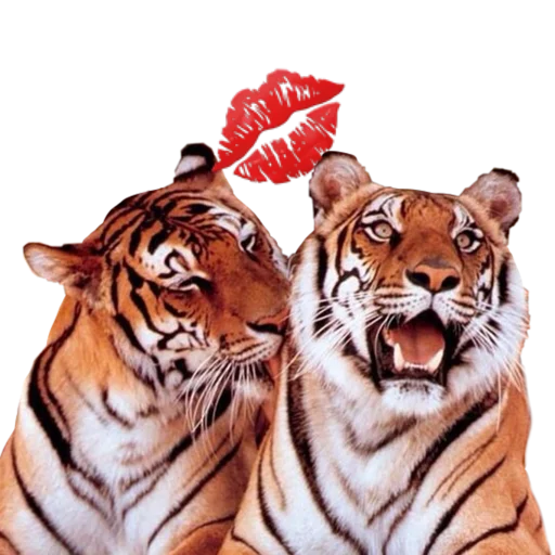 Telegram stikerlari Tigers love