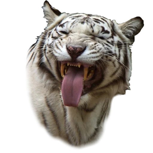 Telegram Sticker «Tigers love» 😋
