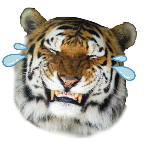 Telegram stiker «Tigers love» 🤣