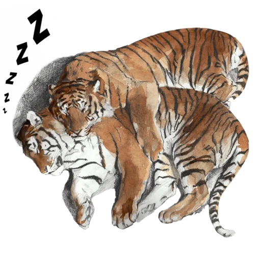 Tigers love stiker 😴
