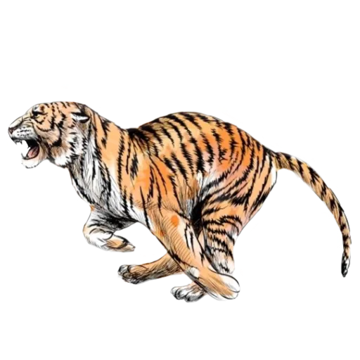 Tigers love sticker 🏃‍♂️