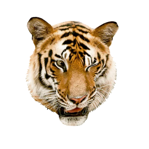 Стикер Tigers love 😉