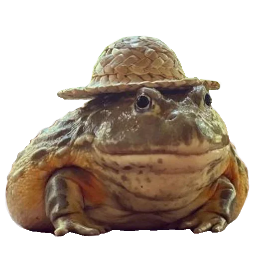 Toad  sticker 🐸