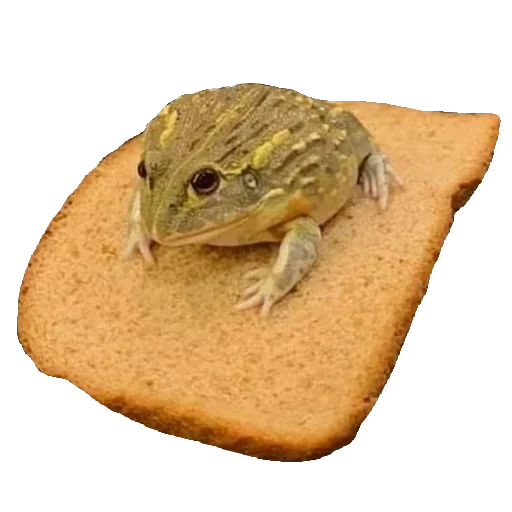 Telegram stiker «Toad» 🐸