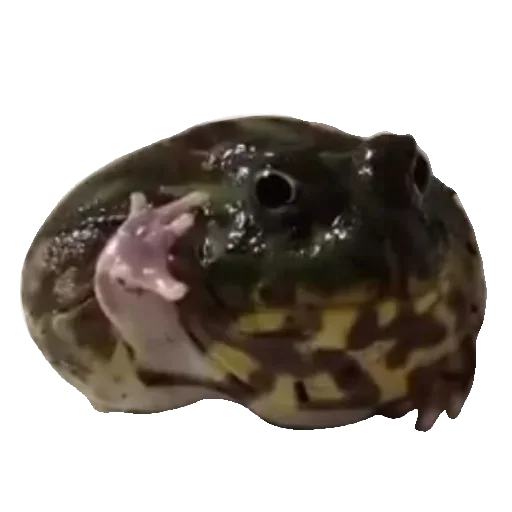Toad  sticker 🐸